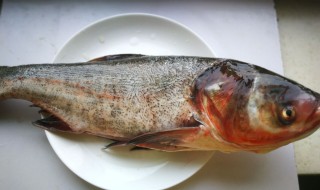 花莲鱼的储存方法 花莲鱼怎么储存