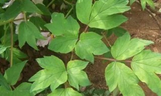 牡丹叶子发黄枯萎是怎么回事? 牡丹叶子发黄枯萎的原因分析