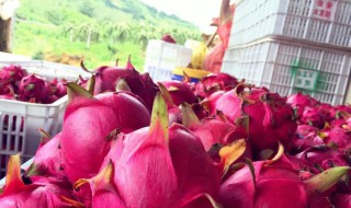 火龙果夏天储存方法 火龙果夏天怎样储存