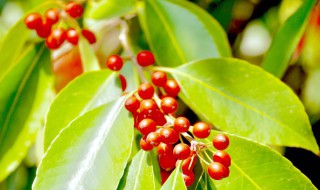 冬青果储存方法 冬青果怎么储存