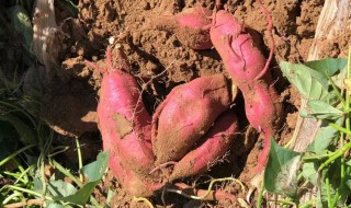 四川红薯的最佳储存方法 四川红薯的最佳储存方法有哪些