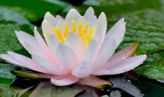 睡莲叶子太多可以剪掉吗 睡莲叶子太多可不可以剪掉