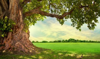 立木取信的信是什么意思 立木取信中信的意思