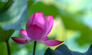 荷叶可以用来干什么 荷叶作用