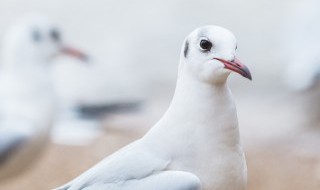 和平世界是什么意思 和平世界的意思是什么