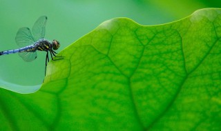 绿色的四字词语 表示绿色的四字词语有哪些