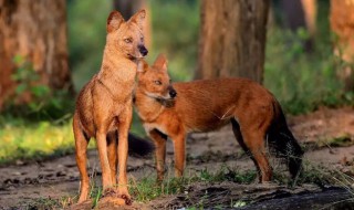 豺怎么读 豺的读音是什么
