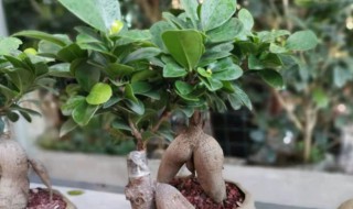 关于人参榕树盆景得问题 关于人参榕树盆景得有哪些问题问题