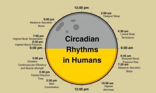 生物节律是什么意思 生物节律介绍