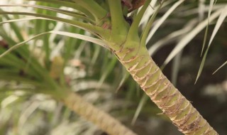 龙血树是什么意思 龙血树解释