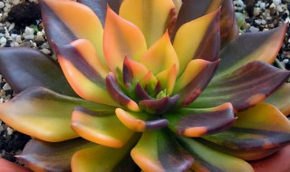 为什么宿迁花草骗子经久不息 宿迁花草骗子经久不息为什么