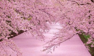 樱花的花语是什么火影忍者 什么是樱花的花语火影忍者