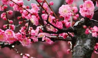 梅花象征的意义是什么意思 梅花的寓意