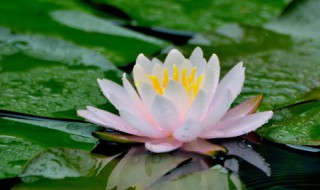 菡萸芙蕖怎么读?什么意思 菡萸芙蕖什么意思