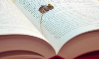 痴线一词什么意思 痴线一词解释