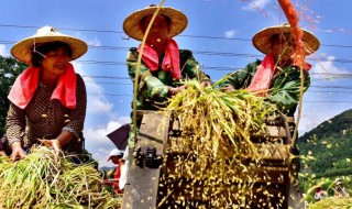 丰收节农事活动有哪些 丰收节农事有哪些庆祝活动