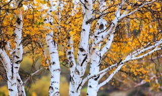 桦组词 桦是什么