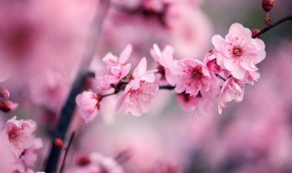 梅花具有什么象征意义 梅花象征意义是什么