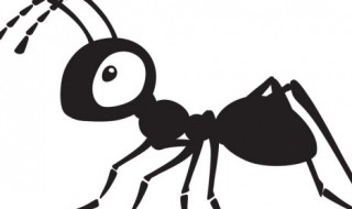 ant怎么读 ant如何读