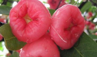 红莲雾的储存方法 莲雾保存方法