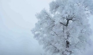 冬雪雪冬小大寒是什么意思 冬雪雪冬小大寒的意思