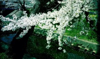 春去也飞红万点愁如海是什么意思 春去也飞红万点愁如海什么 意思