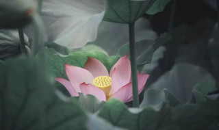 多少绿荷相倚恨一时回首背西风这句诗是什么意思 多少绿荷相倚恨原文介绍