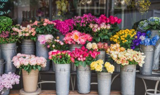 腊梅花的储存方法 腊梅花怎样保存