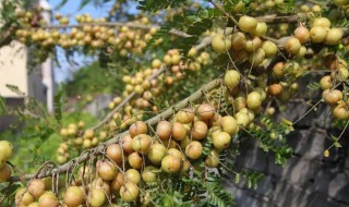 油甘的储存方法 怎样储存油甘