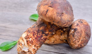 生松茸怎么保存 生松茸如何保存