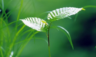 光饱和点是什么意思 光饱和点介绍