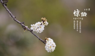 二十四节气中的惊蛰是什么意思 惊蛰的相关知识