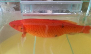 鱼身上长黑斑怎么回事?应该怎么办? 一定要注意以下三点