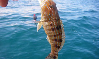 怎样用蚯蚓钓鱼上鱼快 看这里