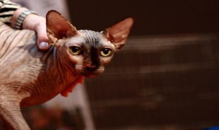 怎么带猫坐火车 如何将猫带上火车