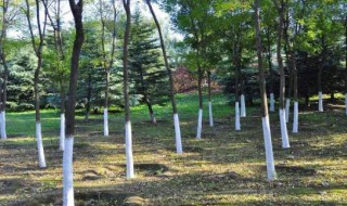 刷墙的白灰能刷果树吗 石灰可以刷果树吗