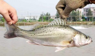 冬天钓鲈鱼用什么饵最好 冬天钓鲈鱼要注意什么？