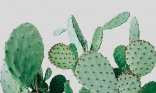 仙人掌可以放在卧室吗 卧室能不能养仙人掌