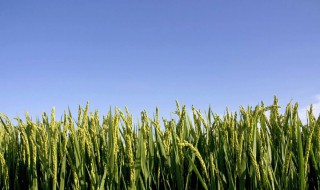 秋天有哪些农作物成熟 看这里
