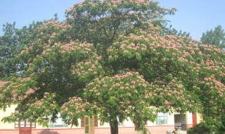 芙蓉树几年后开花 5年以上