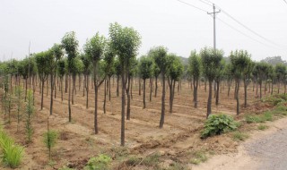 种植什么苗木前景好 快来看看