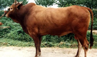 老成历练是什么动物 是牛