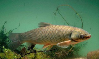 自制草鱼饵料 三种方法介绍