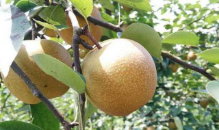 李子和梨子能一起吃吗 梨子不能和什么一起吃