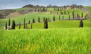 房子周围能种植柏树吗 柏树有什么寓意