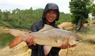 钓鲢鳙的技巧 鲢鳙是什么鱼