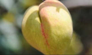 离核最甜桃品种 那种品种的桃离核最甜的桃