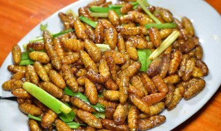 挑选蚕蛹和制作方法 挑选和制作蚕蛹方法如下