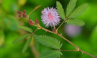夜来香和含羞草哪种盆栽有毒 夜来香和含羞草适合室内养吗