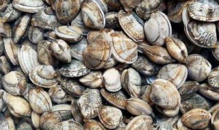 怎样选蛤蜊 选蛤蜊的方法介绍
